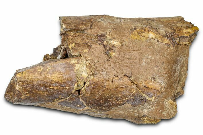 Fossil Dinosaur Appendage Bone Section - Wyoming #381174